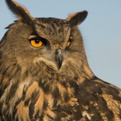 Malta Falconry Centre, alla scoperta dei rapaci di Malta