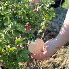 Lovers’ Tree Project, un albero per ogni matrimonio a Malta