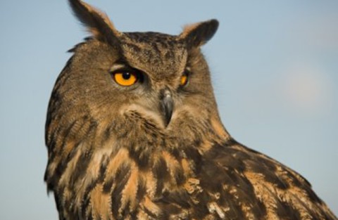 Malta Falconry Centre, alla scoperta dei rapaci di Malta