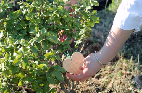 Lovers’ Tree Project, un albero per ogni matrimonio a Malta