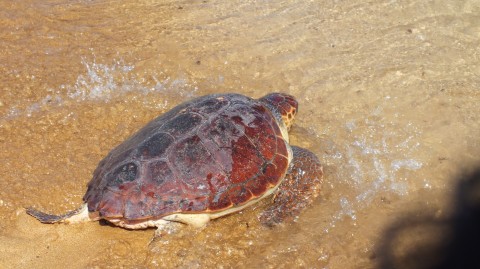 Scopriamo insieme la fauna marina di Malta