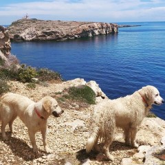 A Malta con il cane,  suggerimenti utili per una vacanza a quattro zampe