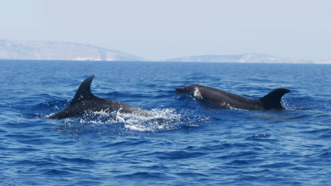 Safari fotografico di primavera a Malta