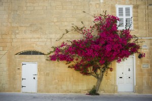 Mdina, facciata