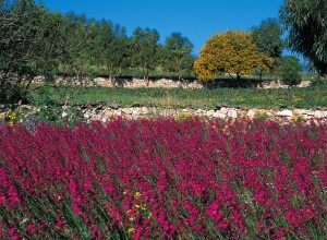 Natura, Malta, Merrill Eco Tours