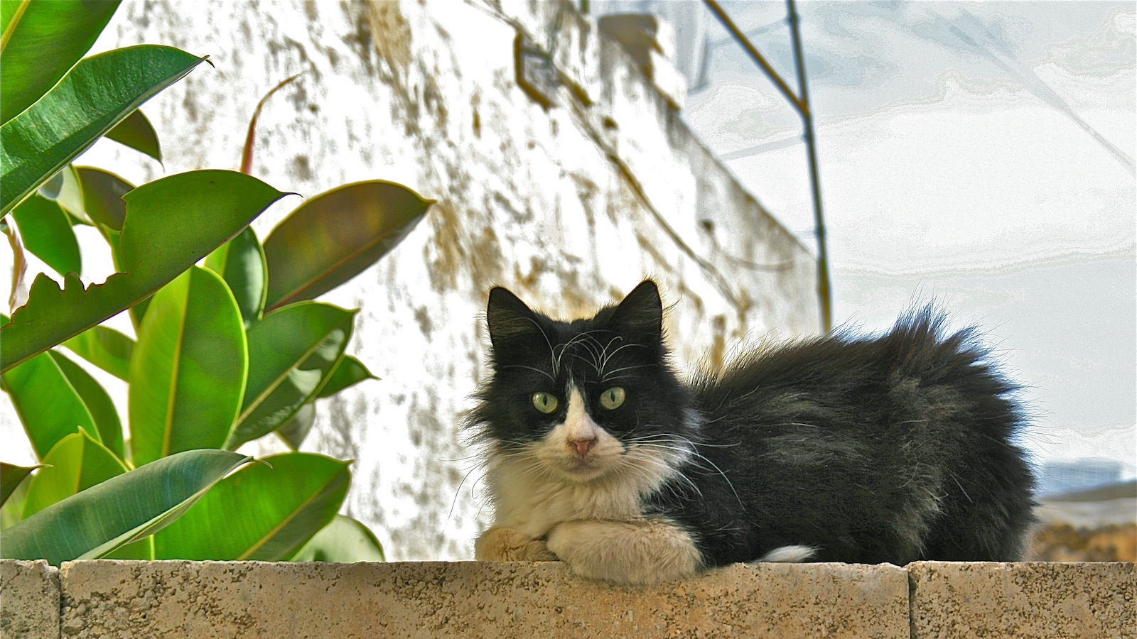 gatti di Malta