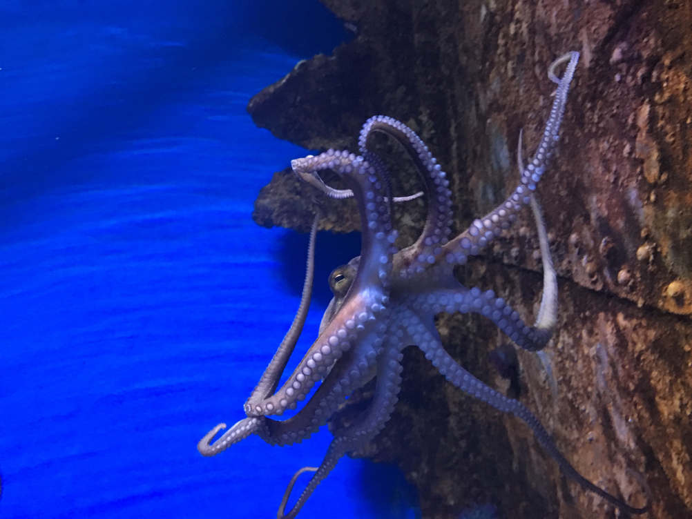 Malta National Aquarium_3